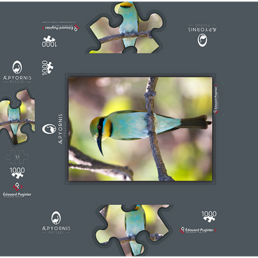 Rainbow Bee-eater 1000 Jigsaw Puzzle box 3D Modell