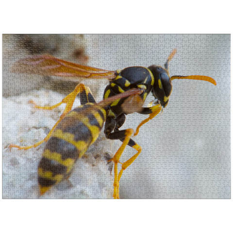 puzzleplate European paper wasp 1000 Jigsaw Puzzle
