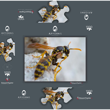 European paper wasp 1000 Jigsaw Puzzle box 3D Modell