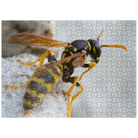 puzzleplate European Paper Wasp 500 Jigsaw Puzzle