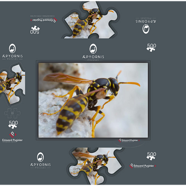 European Paper Wasp 500 Jigsaw Puzzle box 3D Modell