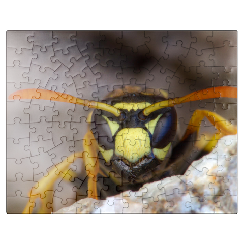 puzzleplate European Paper Wasp 100 Jigsaw Puzzle