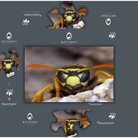 European Paper Wasp 100 Jigsaw Puzzle box 3D Modell