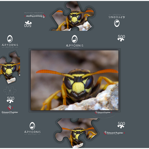 European Paper Wasp 500 Jigsaw Puzzle box 3D Modell