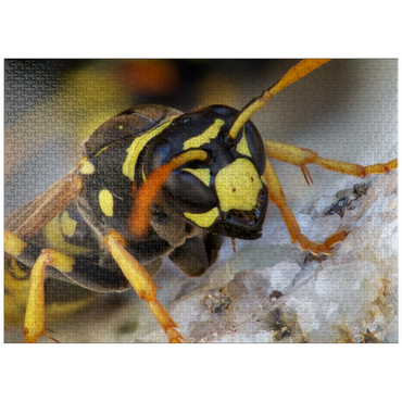 puzzleplate European paper wasp 1000 Jigsaw Puzzle