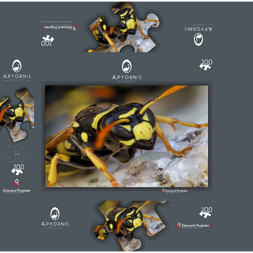 European Paper Wasp 100 Jigsaw Puzzle box 3D Modell