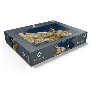 Common kestrel 1000 Jigsaw Puzzle box view1