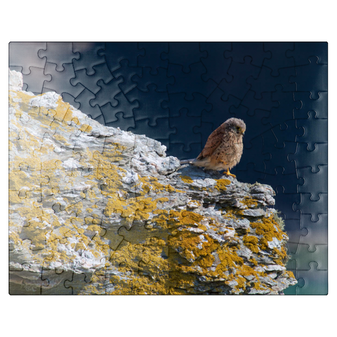 puzzleplate Common Kestrel - Looking Away 100 Jigsaw Puzzle