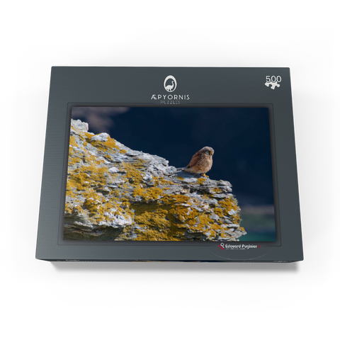 Common Kestrel - Looking Away 500 Jigsaw Puzzle box view1