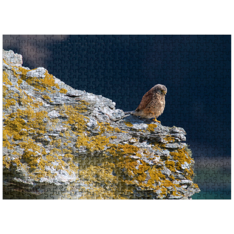 puzzleplate Common Kestrel - Looking Away 500 Jigsaw Puzzle
