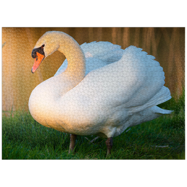 puzzleplate Swan in evening light 1000 Jigsaw Puzzle