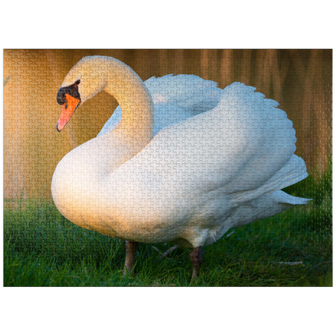 puzzleplate Swan in evening light 1000 Jigsaw Puzzle