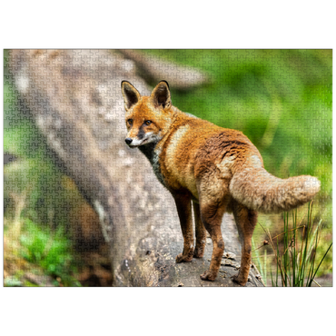 puzzleplate Red fox on the forest path 1000 Jigsaw Puzzle