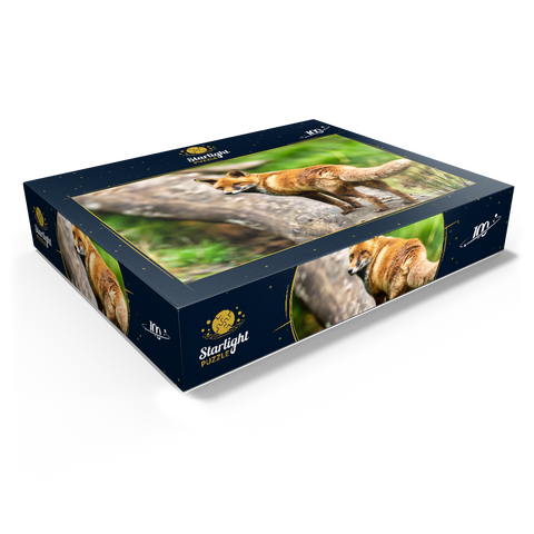 Red fox on the forest path 100 Jigsaw Puzzle box view1