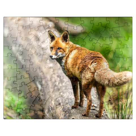 puzzleplate Red fox on the forest path 100 Jigsaw Puzzle