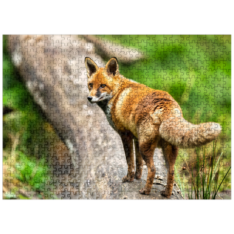 puzzleplate Red fox on the forest path 500 Jigsaw Puzzle