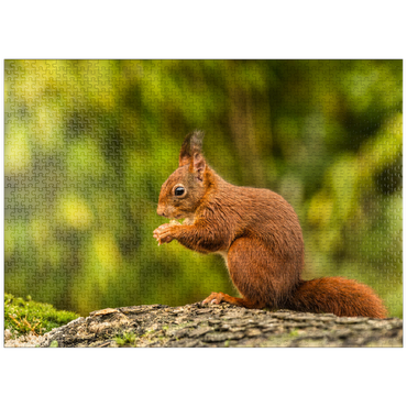 puzzleplate Eat red squirrel in forest 1000 Jigsaw Puzzle