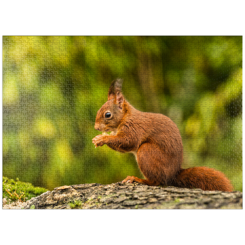 puzzleplate Eat red squirrel in forest 1000 Jigsaw Puzzle