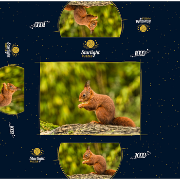 Eat red squirrel in forest 1000 Jigsaw Puzzle box 3D Modell