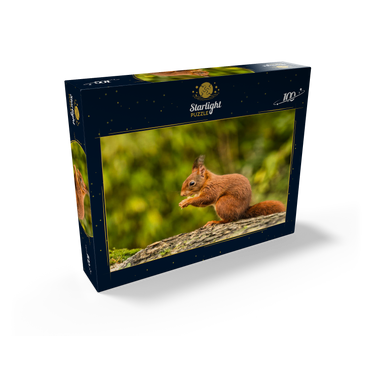 Red Squirrel Eating a Nut in the Forest 100 Jigsaw Puzzle box view1