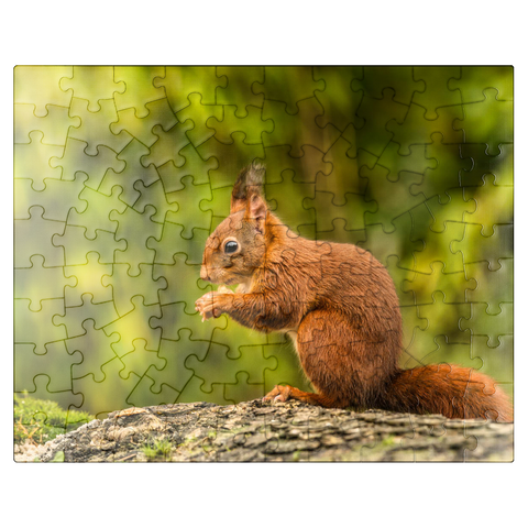 puzzleplate Red Squirrel Eating a Nut in the Forest 100 Jigsaw Puzzle