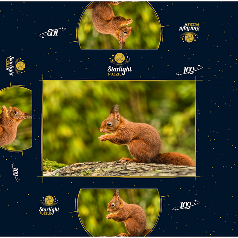 Red Squirrel Eating a Nut in the Forest 100 Jigsaw Puzzle box 3D Modell