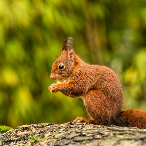 Red Squirrel Eating a Nut in the Forest 500 Jigsaw Puzzle 3D Modell