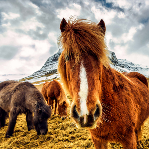 Horses in the mountains of Iceland 1000 Jigsaw Puzzle 3D Modell