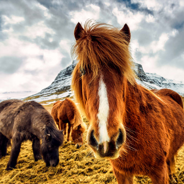 Horses in the Mountains of Iceland 100 Jigsaw Puzzle 3D Modell