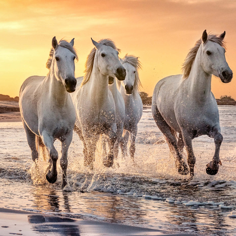 White Camargue horses galloping on beach, France 1000 Jigsaw Puzzle 3D Modell