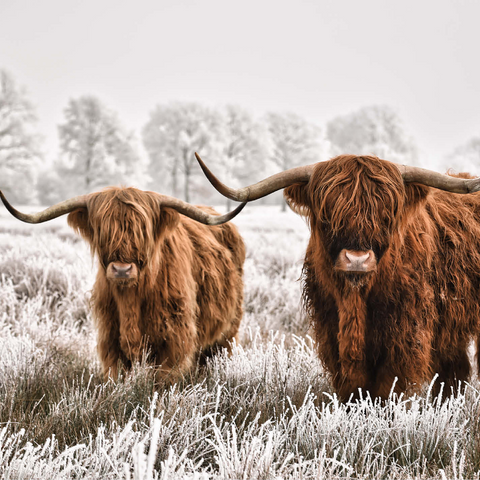 Hairy Scottish Highland cattle in a winter landscape 1000 Jigsaw Puzzle 3D Modell