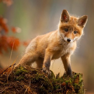 A young curious fox in the forest 1000 Jigsaw Puzzle 3D Modell