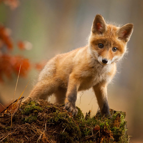 A young curious fox in the forest 100 Jigsaw Puzzle 3D Modell