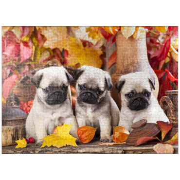 puzzleplate Pug puppies 1000 Jigsaw Puzzle