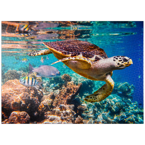 puzzleplate Hawksbill Turtle, Maldives 1000 Jigsaw Puzzle