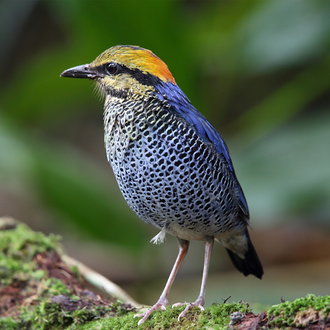 Blue pitta (Hydrornis cyaneus) in Khao Yai National Park, Thailand 1000 Jigsaw Puzzle 3D Modell