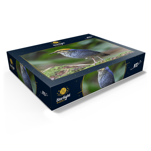 Blue pitta Hydrornis cyaneus in Khao Yai National Park Thailand 100 Jigsaw Puzzle box view1