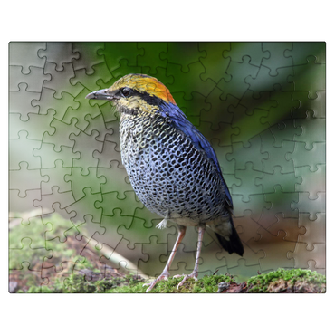 puzzleplate Blue pitta Hydrornis cyaneus in Khao Yai National Park Thailand 100 Jigsaw Puzzle