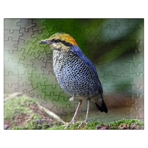 puzzleplate Blue pitta Hydrornis cyaneus in Khao Yai National Park Thailand 100 Jigsaw Puzzle