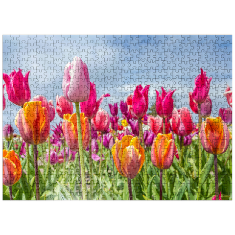 puzzleplate Orange yellow tulip field 500 Jigsaw Puzzle