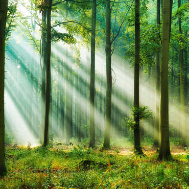 Beautiful morning in the forest 1000 Jigsaw Puzzle 3D Modell