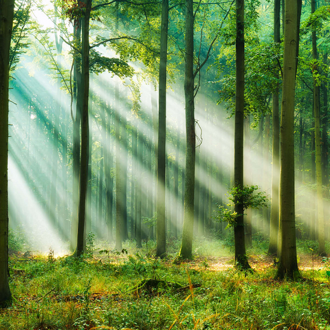 Beautiful morning in the forest 1000 Jigsaw Puzzle 3D Modell