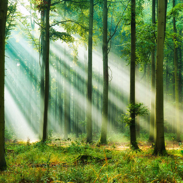 Beautiful morning in the forest 100 Jigsaw Puzzle 3D Modell