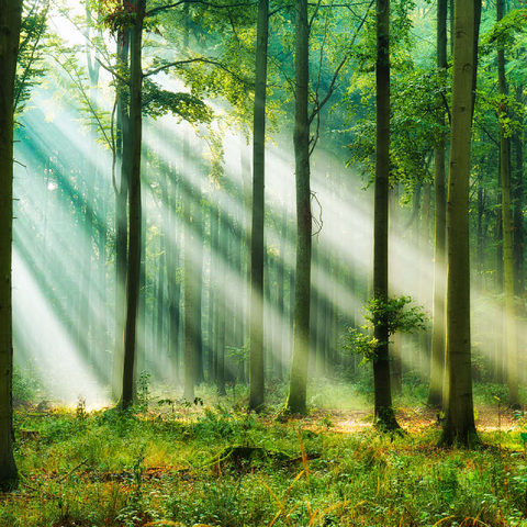 Beautiful morning in the forest 100 Jigsaw Puzzle 3D Modell