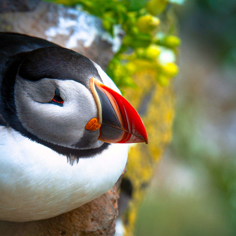 Puffin on a rock, West Iceland Fjord 1000 Jigsaw Puzzle 3D Modell