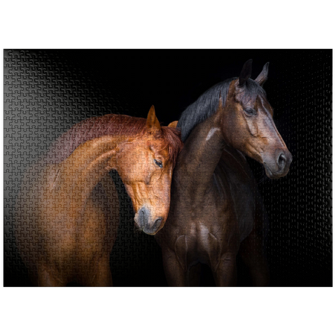 puzzleplate Two horses close up isolated on black background 1000 Jigsaw Puzzle