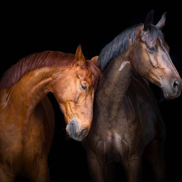 Two horses close up isolated on black background 1000 Jigsaw Puzzle 3D Modell