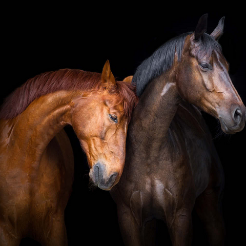 Two horses close up isolated on black background 100 Jigsaw Puzzle 3D Modell