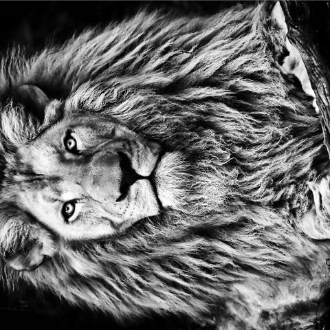 Black and white image of majestic lion 1000 Jigsaw Puzzle 3D Modell