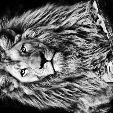 Black and white image of majestic lion 500 Jigsaw Puzzle 3D Modell